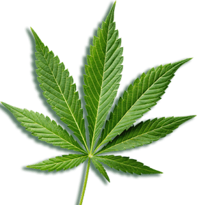 2vecteezy a green cannabis leaf showcasing its natural symmetry and 55937857